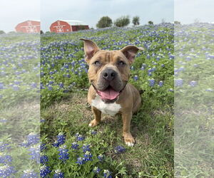 Mutt Dogs for adoption in Aurora, CO, USA