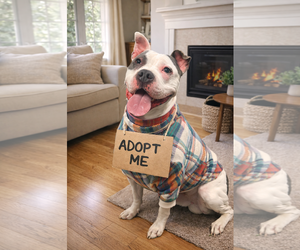 American Bulldog-Unknown Mix Dogs for adoption in Euless, TX, USA