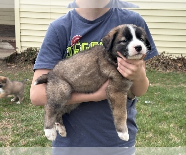 Medium Photo #4 Alaskan Husky-Saint Bernard Mix Puppy For Sale in OLIVET, MI, USA