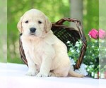 Small #7 Golden Irish