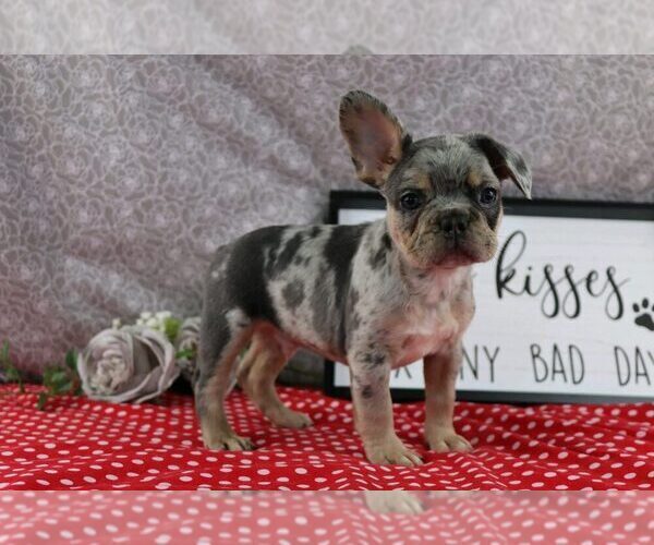 Medium Photo #3 French Bulldog Puppy For Sale in WOOSTER, OH, USA