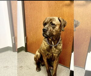 Mutt Dogs for adoption in Euless, TX, USA