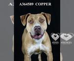 Small Photo #2 American Pit Bull Terrier Puppy For Sale in Stockton, CA, USA
