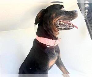Rottweiler Dogs for adoption in Houston, TX, USA