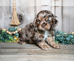 Small Photo #3 Cocker Spaniel Puppy For Sale in BALTIC, OH, USA