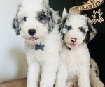 Small #22 Sheepadoodle
