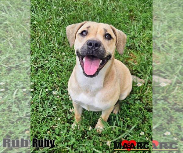 Medium Photo #3 Beagle-Black Mouth Cur Mix Puppy For Sale in Maryville, TN, USA