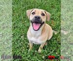 Small #2 Beagle-Black Mouth Cur Mix