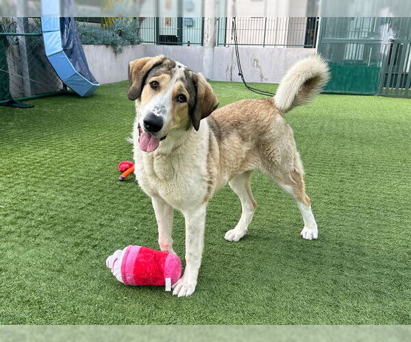 Medium Photo #2 Anatolian Shepherd Puppy For Sale in Pasadena, CA, USA