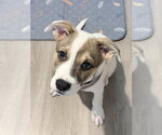 Small #2 Labsky