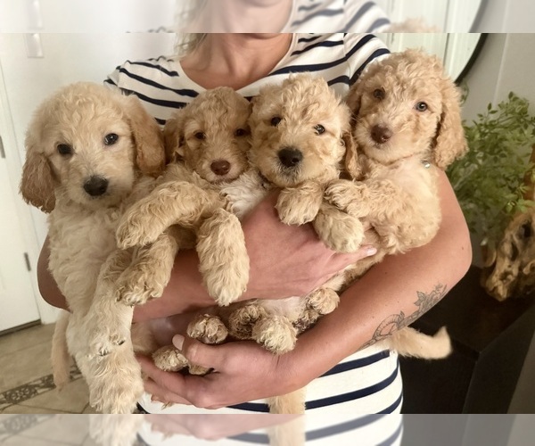 Medium Photo #2 Goldendoodle Puppy For Sale in BUCKEYE, AZ, USA