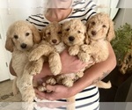 Penny - Female Goldendoodle Puppy for Sale - Photo #2