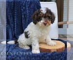 Dusty - Male Bernedoodle (Miniature) Puppy for Sale - Small photo