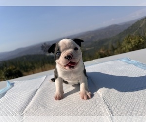 Boston Terrier Puppy for sale in OROVILLE, CA, USA