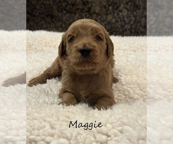 Medium Photo #1 Goldendoodle Puppy For Sale in SPRINGDALE, AR, USA