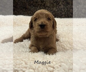 Goldendoodle Puppy for sale in SPRINGDALE, AR, USA