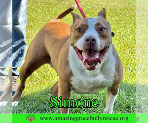 American Staffordshire Terrier-Unknown Mix Dogs for adoption in Pensacola, FL, USA