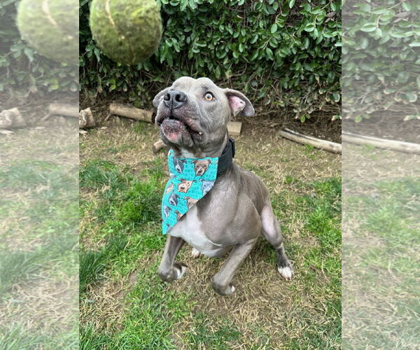 Medium Photo #9 American Pit Bull Terrier-Unknown Mix Puppy For Sale in Redlands, CA, USA