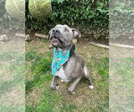 Small #8 American Pit Bull Terrier Mix