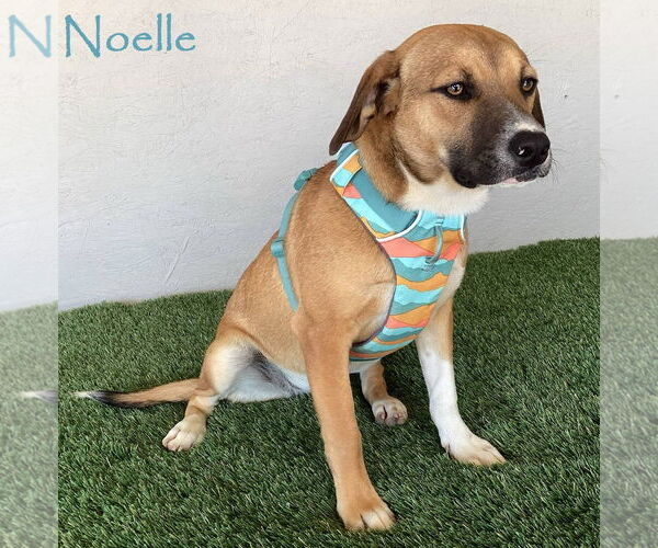 Medium Photo #1 Beagle-Unknown Mix Puppy For Sale in San Diego, CA, USA