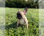 Small Photo #6 French Bulldog Puppy For Sale in MOORESVILLE, NC, USA