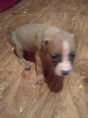 American Pit Bull Terrier Puppy for sale in LAKE CHARLES, LA, USA