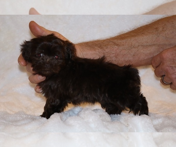Medium Photo #10 Shih Tzu Puppy For Sale in DYERSBURG, TN, USA