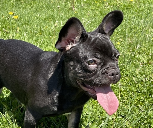 Medium Photo #3 French Bulldog Puppy For Sale in GREENWOOD, MO, USA