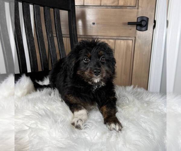 Medium Photo #5 Aussiedoodle Miniature  Puppy For Sale in FRANKLIN, IN, USA