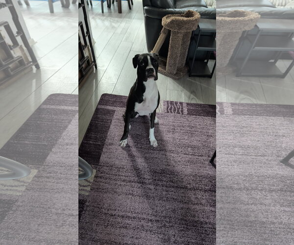 Medium Photo #1 Boxer Puppy For Sale in  Katy, TX, USA