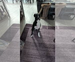 Small Boxer