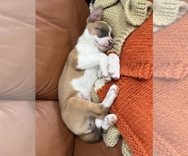 Medium Photo #4 Mutt Puppy For Sale in Oakhurst, NJ, USA