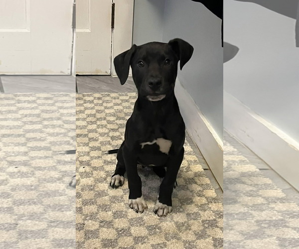 Medium Photo #2 Labrador Retriever-Unknown Mix Puppy For Sale in SHERBURNE, NY, USA