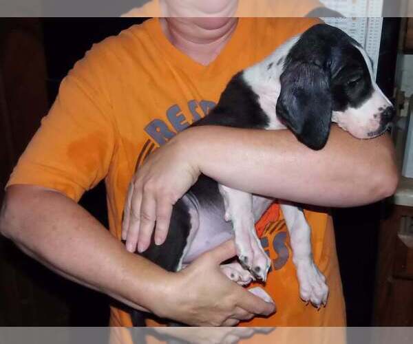 Medium Photo #9 Great Dane Puppy For Sale in SPRAGGS, PA, USA