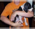 Small Photo #18 Great Dane Puppy For Sale in SPRAGGS, PA, USA