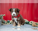 Small Photo #27 Miniature Australian Shepherd Puppy For Sale in MILLERSBURG, OH, USA
