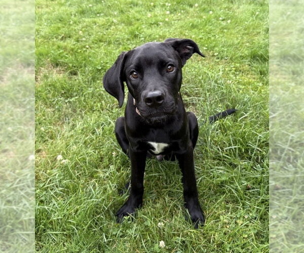 Medium Photo #7 Labrador Retriever-Unknown Mix Puppy For Sale in Boston, MA, USA