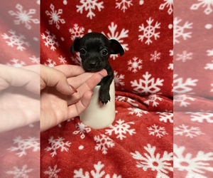 Chihuahua Puppy for sale in JACKSON, GA, USA