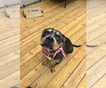 Small #1 American Bulldog Mix