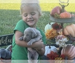 Small Photo #24 Weimaraner Puppy For Sale in WILLOWS, CA, USA