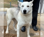 Small #3 Huskies  Mix