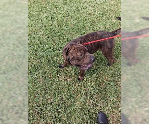 Medium Photo #1 American Pit Bull Terrier-Unknown Mix Puppy For Sale in Houston, TX, USA