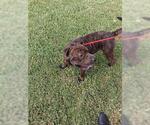 Small American Pit Bull Terrier Mix