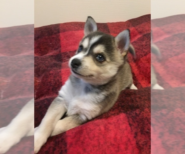 Medium Photo #11 Alaskan Klee Kai Puppy For Sale in WINCHESTER, OH, USA
