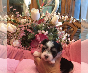 Morkie Puppy for sale in CYPRESS GARDENS, FL, USA