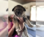 Puppy 2 Alaskan Husky-Alaskan Malamute Mix