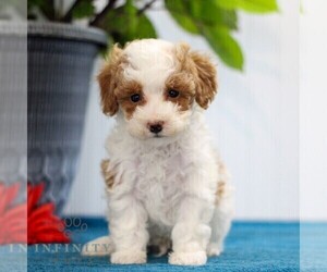 Poodle (Toy) Puppy for sale in EAST EARL, PA, USA