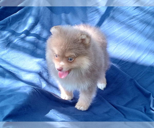 Medium Photo #12 Pomeranian Puppy For Sale in WEST PALM BEACH, FL, USA