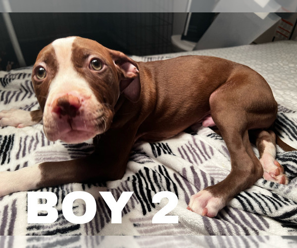Medium Photo #1 American Pit Bull Terrier Puppy For Sale in CHICAGO, IL, USA
