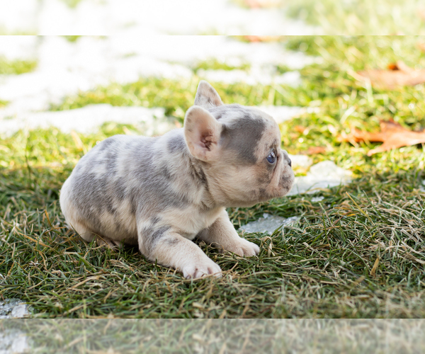 Medium Photo #4 French Bulldog Puppy For Sale in NAPPANEE, IN, USA